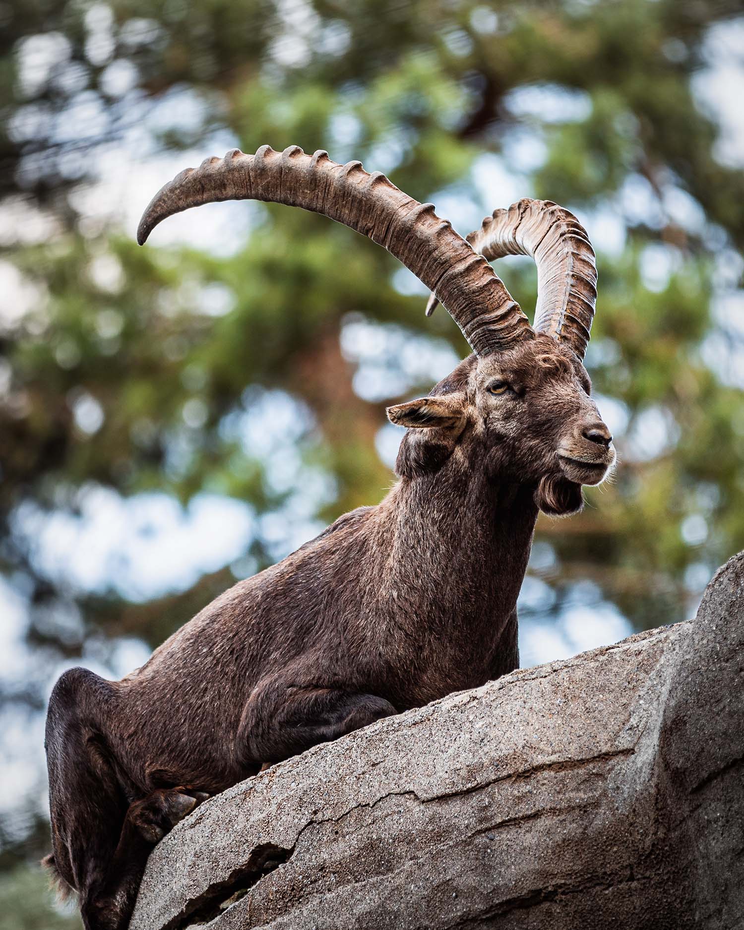 alpine ibex