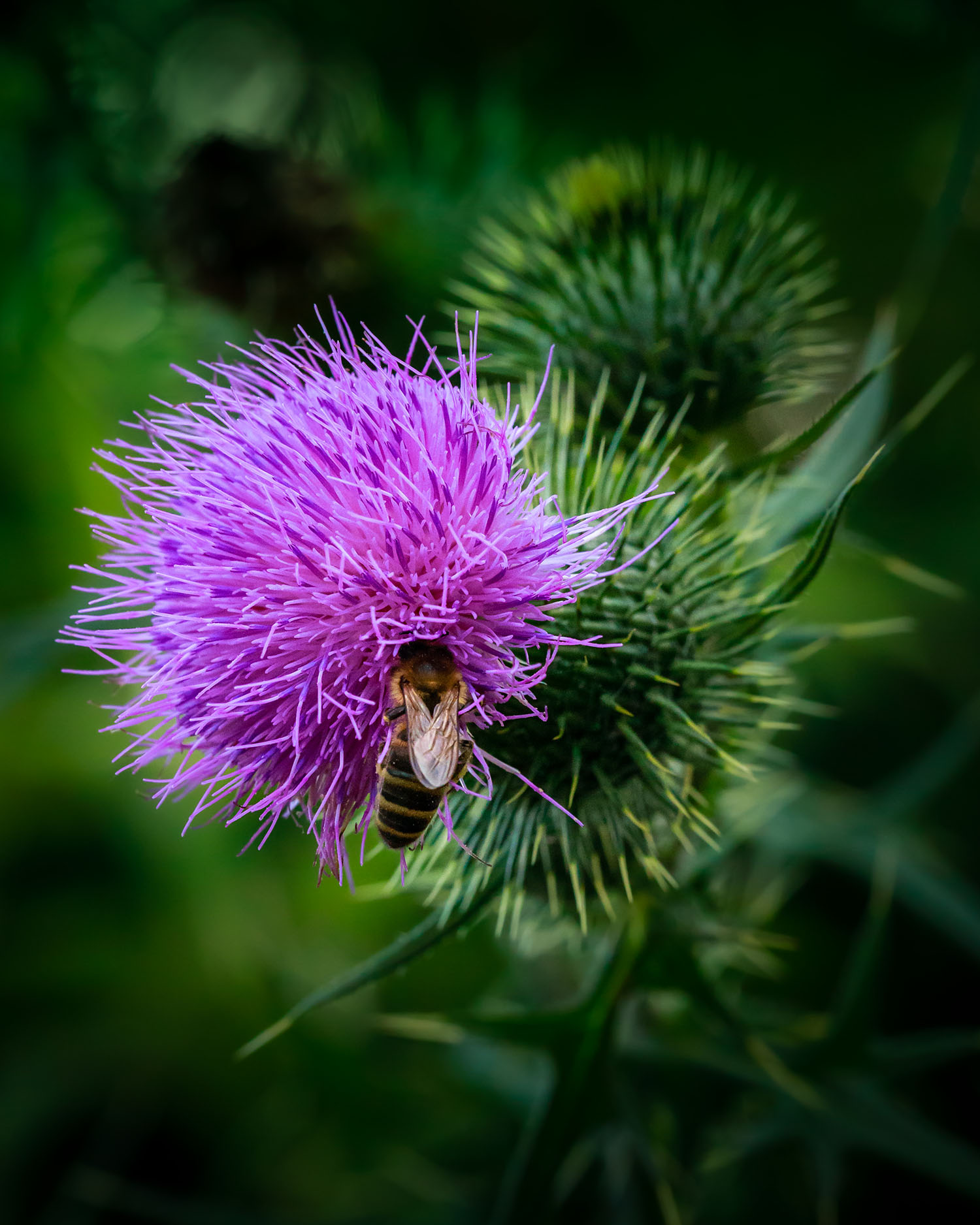 macro shot of a bee on a flower